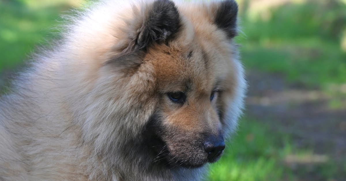 Программы лояльности казино без депозита